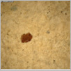 [thumbnail of Drangsong_332_macro.pdf]