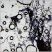 [thumbnail of Drangsong_251_fibres.pdf]